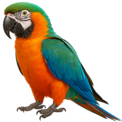 Sunset Macaw